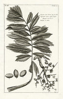 Buchoz Herbier 1783 Print Caryota Urens - Panteek Antique Prints