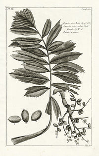Buchoz Herbier 1783 Print Caryota Urens - Panteek Antique Prints