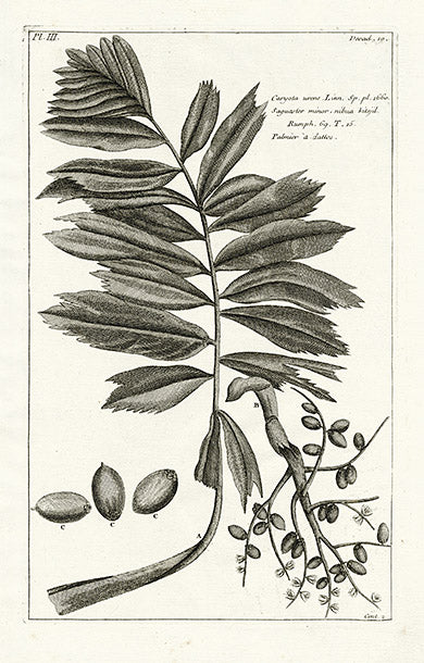 Buchoz Herbier 1783 Print Caryota Urens