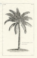 Buchoz Herbier 1783 Print Cocos Monstrosa - Panteek Antique Prints