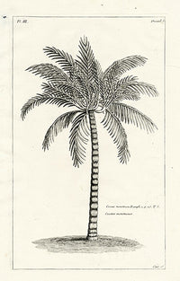 Buchoz Herbier 1783 Print Cocos Monstrosa - Panteek Antique Prints