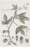 Buchoz Herbier 1783 Print Dalechampia Scandens - Panteek Antique Prints