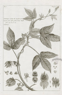 Buchoz Herbier 1783 Print Dalechampia Scandens - Panteek Antique Prints