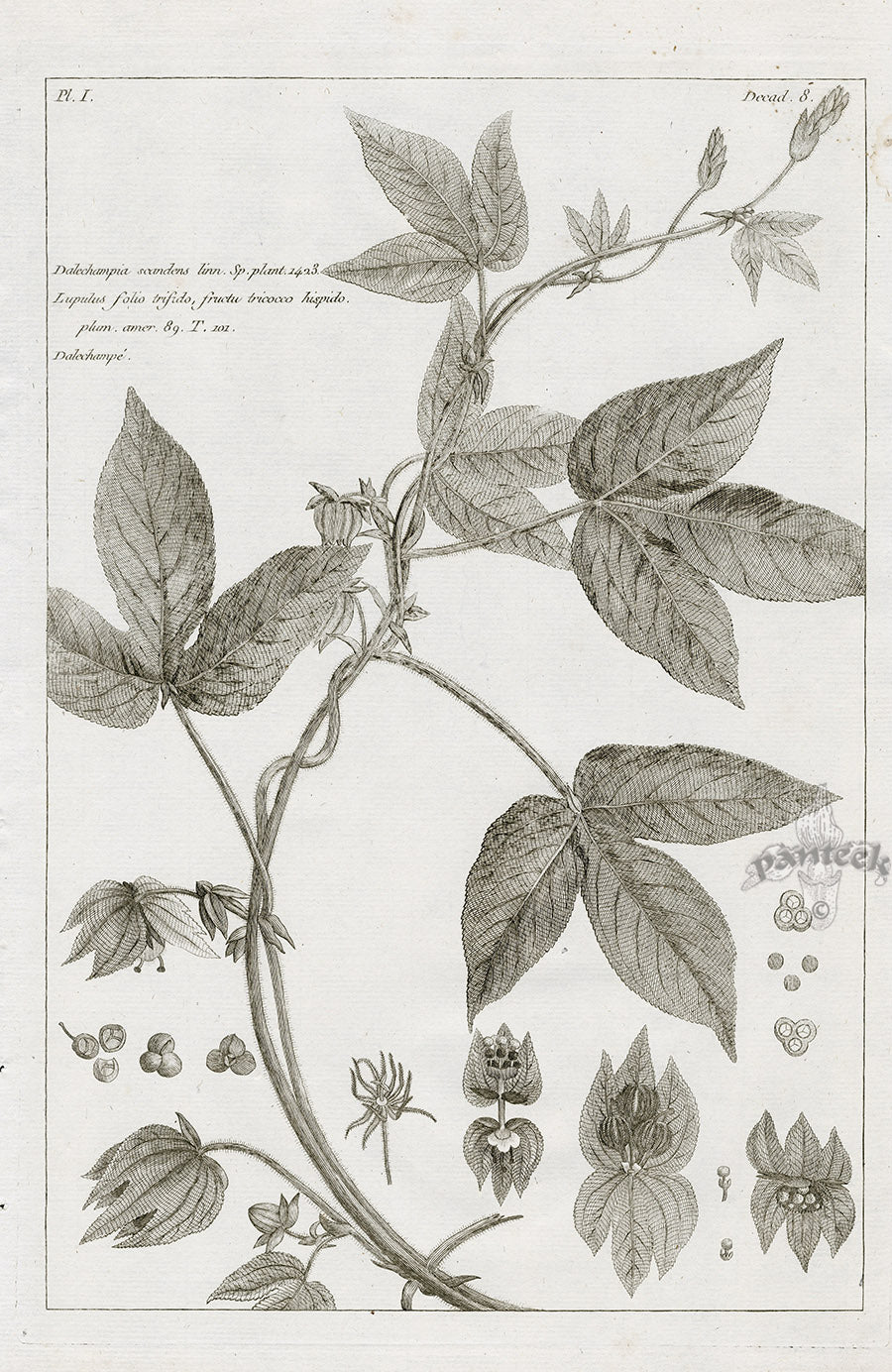 Buchoz Herbier 1783 Print Dalechampia Scandens