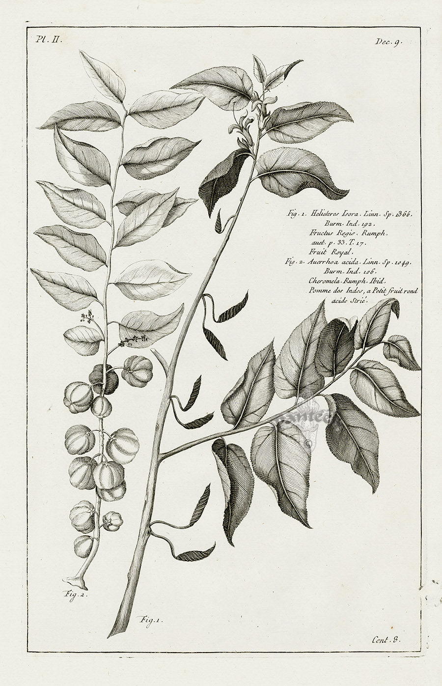 Buchoz Herbier 1783 Print Helicteres Isora