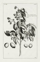 Buchoz Herbier 1783 Print Laterrasu Amboinensis - Panteek Antique Prints