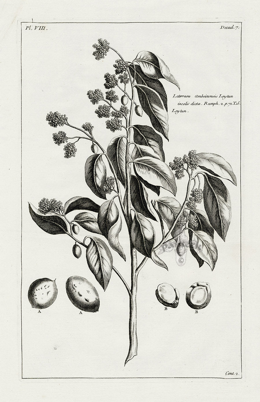 Buchoz Herbier 1783 Print Laterrasu Amboinensis