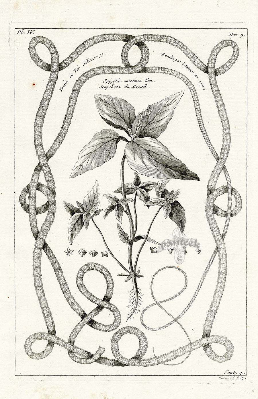 Buchoz Herbier 1783 Print Spigelia Antelmia