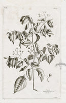 Buchoz Herbier 1783 Print Ulassium - Panteek Antique Prints