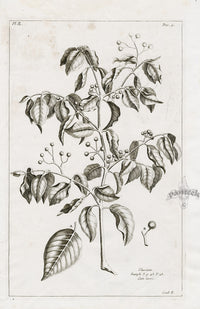 Buchoz Herbier 1783 Print Ulassium - Panteek Antique Prints