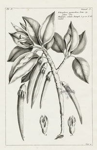 Buchoz Herbier 1783 Rhizophora Gymnorhiza - Panteek Antique Prints