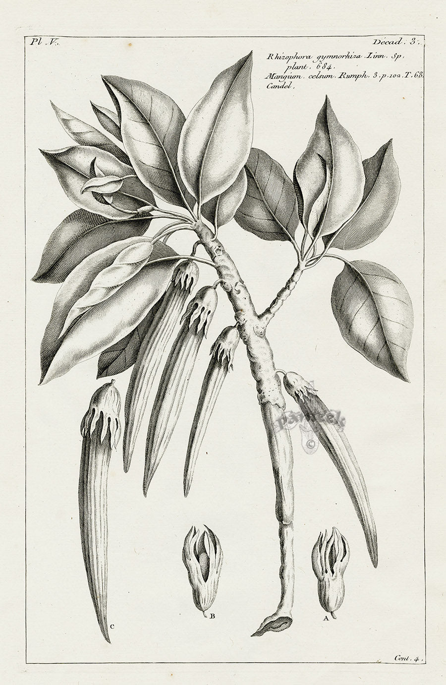 Buchoz Herbier 1783 Rhizophora Gymnorhiza