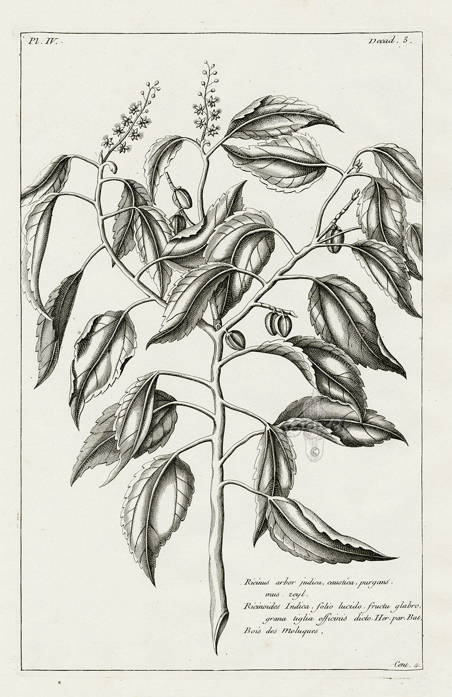Buchoz Herbier 1783 Ricinus arbor