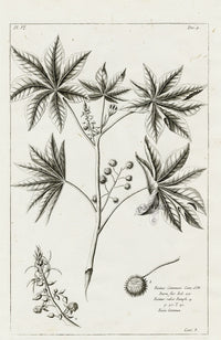 Buchoz Herbier 1783 Ricinus Communis - Panteek Antique Prints
