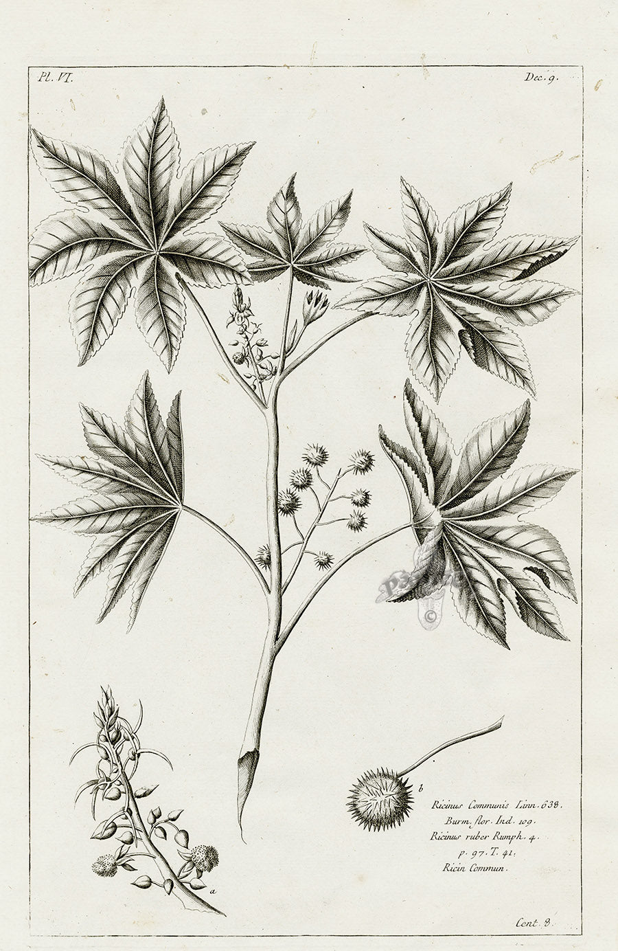 Buchoz Herbier 1783 Ricinus Communis
