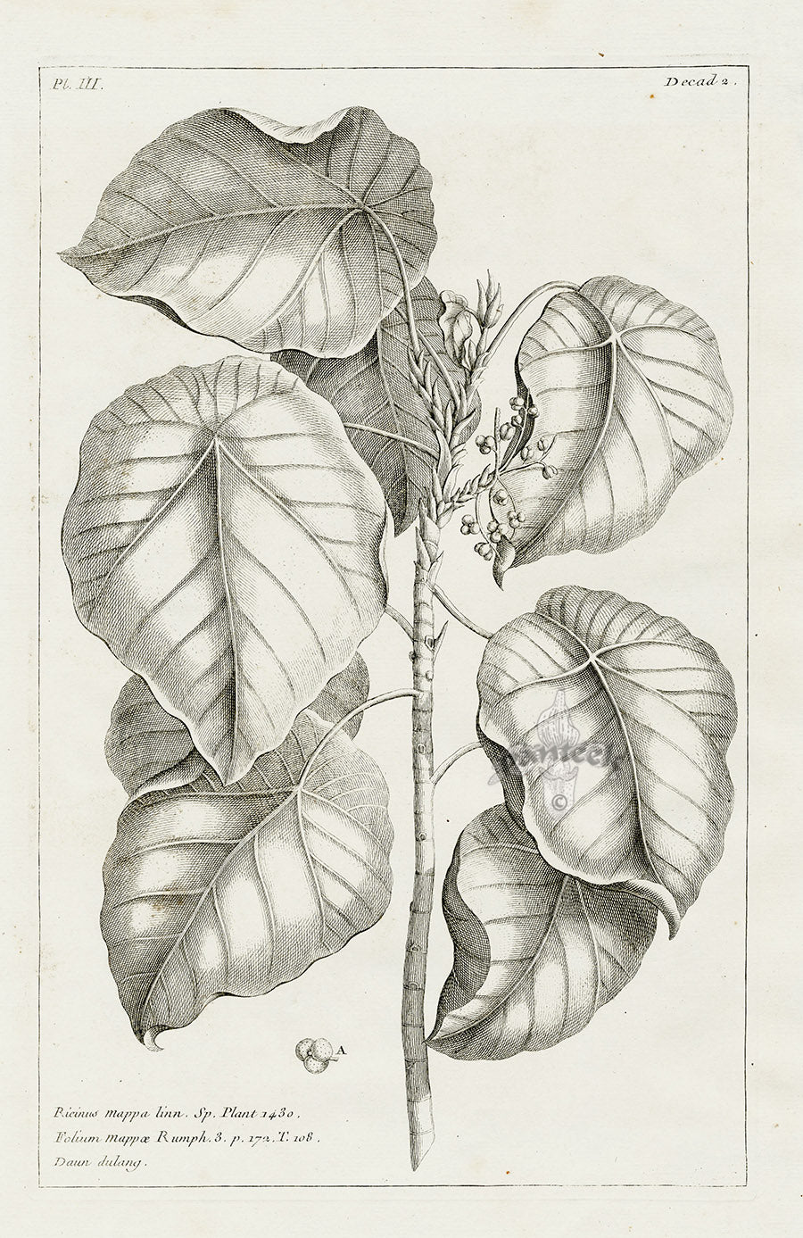 Buchoz Herbier 1783 Ricinus mappa