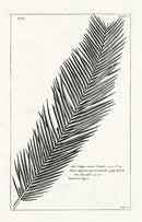 Buchoz Herbier 1783 Sajor Calappa - Panteek Antique Prints