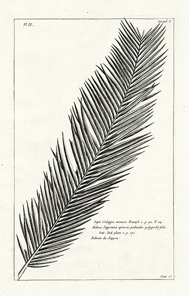 Buchoz Herbier 1783 Sajor Calappa