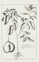 Buchoz Herbier 1783 Solanum Melongena - Panteek Antique Prints