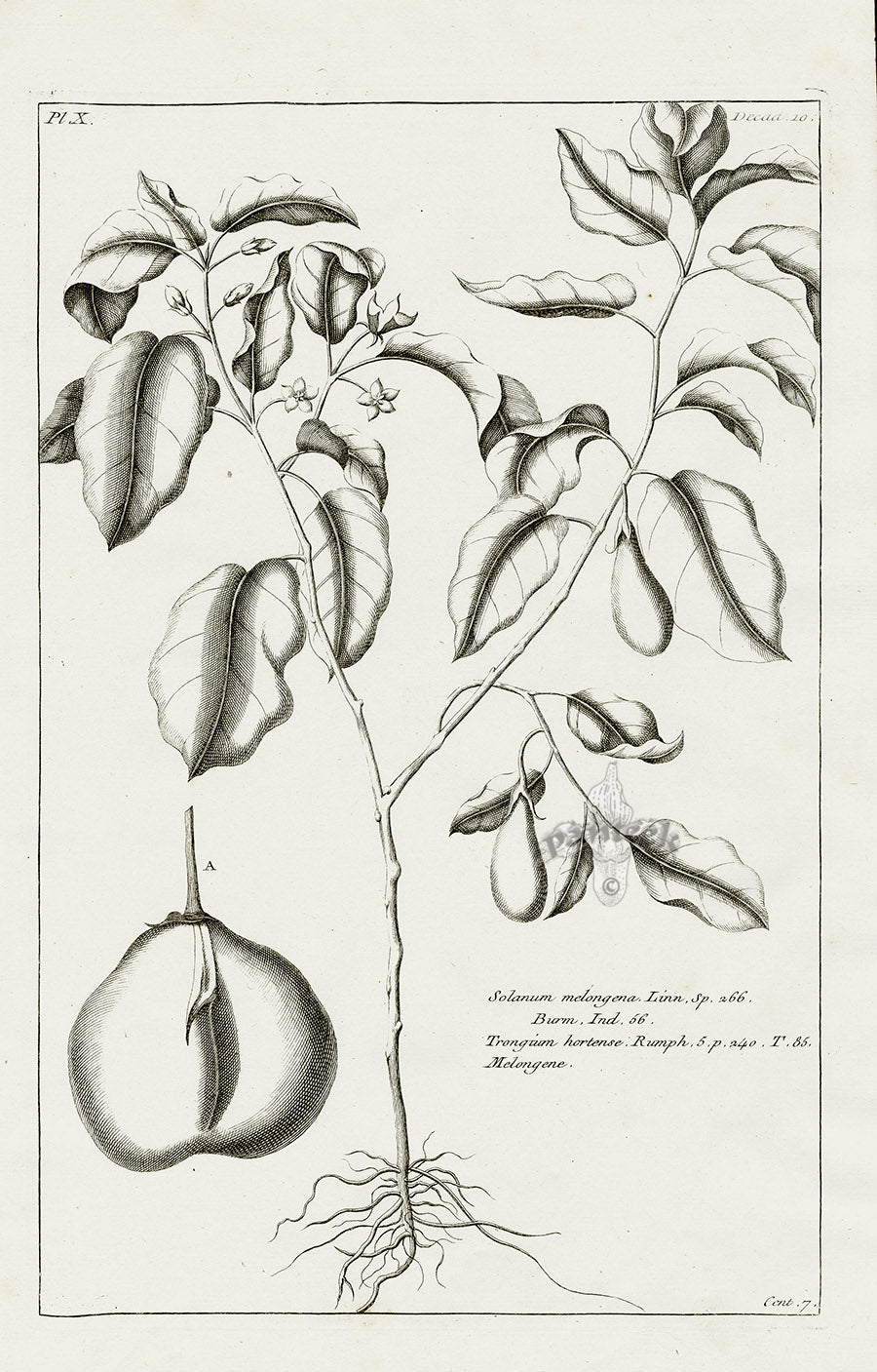 Buchoz Herbier 1783 Solanum Melongena
