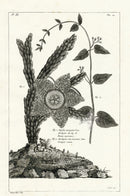 Buchoz Herbier 1783 Stapelia Variegata Cactus - Panteek Antique Prints
