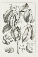 Buchoz Herbier 1783 Sterculia Balanghas - Panteek Antique Prints
