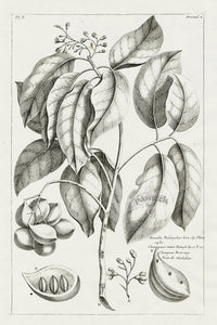 Buchoz Herbier 1783 Sterculia Balanghas - Panteek Antique Prints