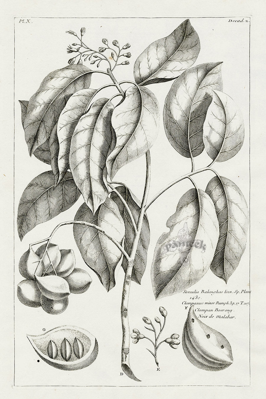 Buchoz Herbier 1783 Sterculia Balanghas