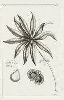 Buchoz Herbier 1783 Sterculia Foetida - Panteek Antique Prints