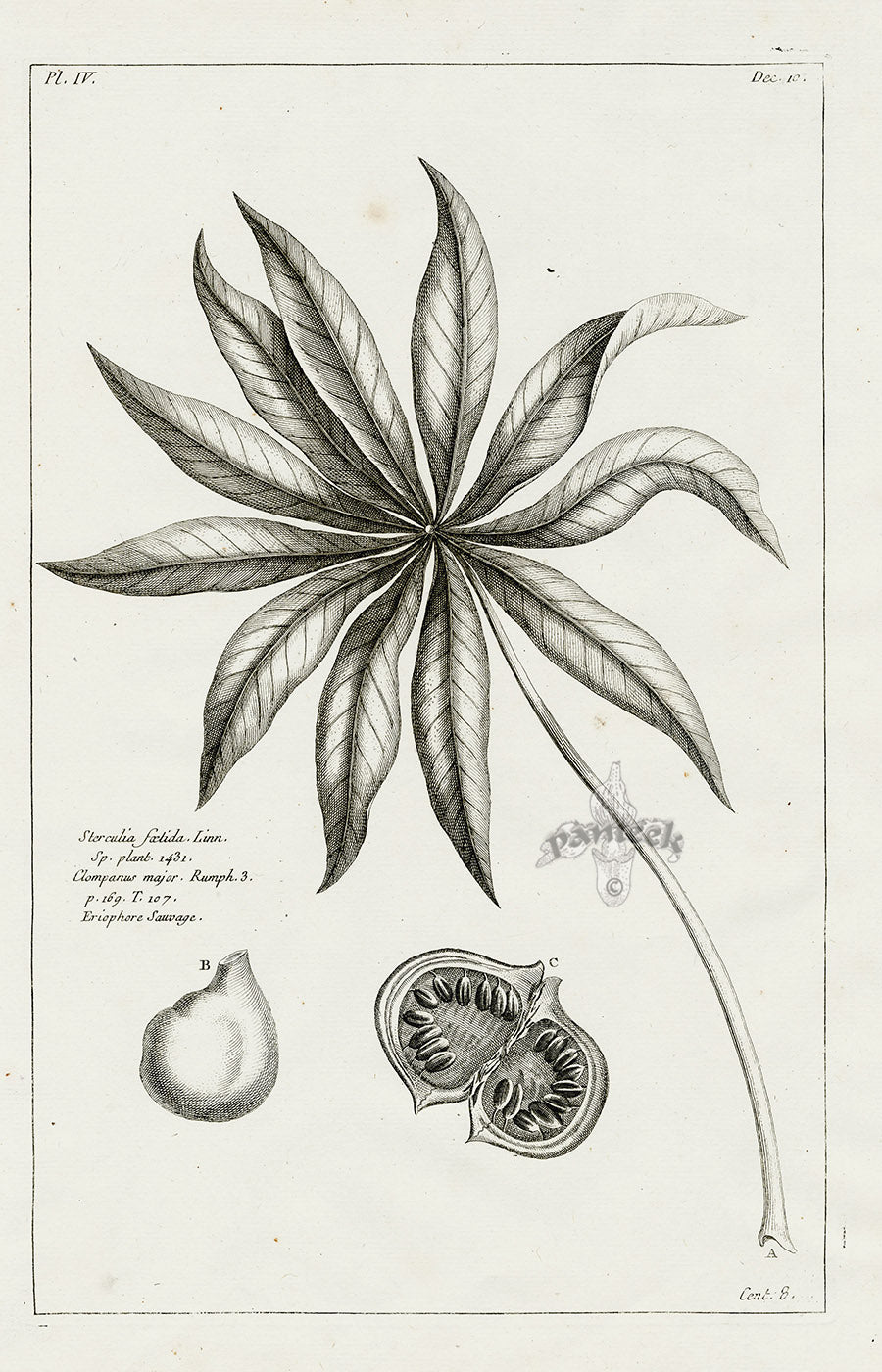 Buchoz Herbier 1783 Sterculia Foetida