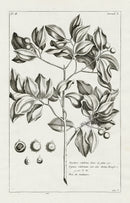 Buchoz Herbier 1783 Strychnos Colubrina - Panteek Antique Prints