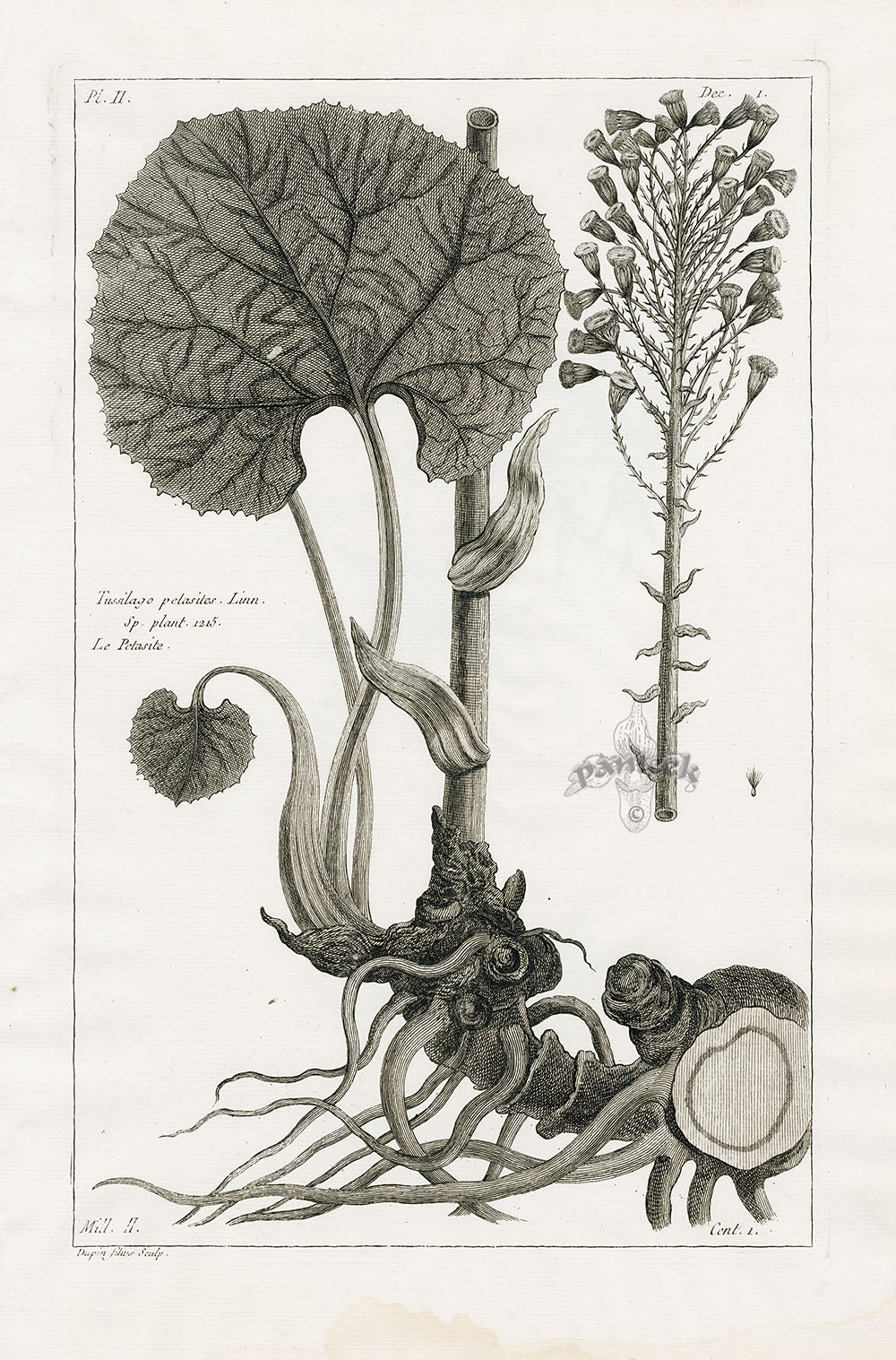 Buchoz Herbier 1783 Tussilago Petasites