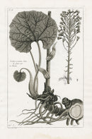 Buchoz Herbier 1783 Tussilago Petasites - Panteek Antique Prints