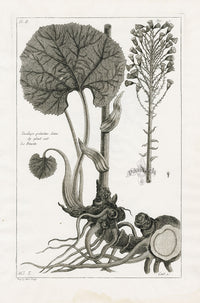 Buchoz Herbier 1783 Tussilago Petasites - Panteek Antique Prints