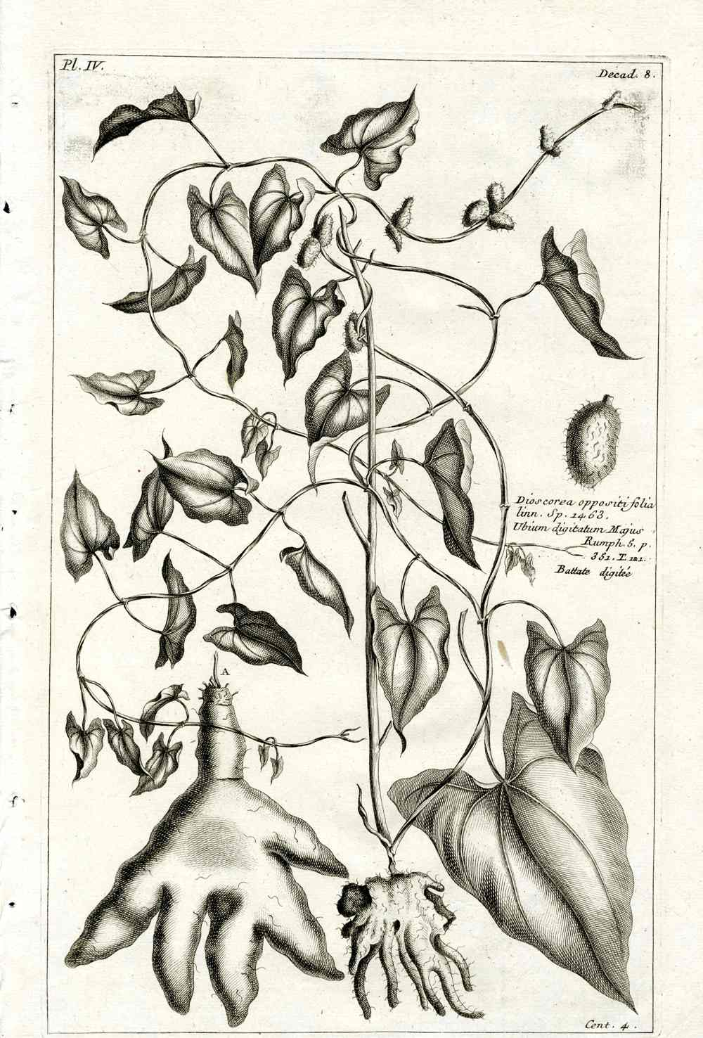 Buchoz Herbier 1783 Ubiun Digitatum