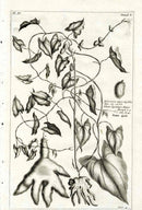 Buchoz Herbier 1783 Ubiun Digitatum - Panteek Antique Prints