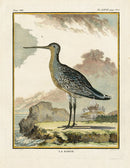 Buffon Bird 1766 Barge - Panteek Antique Prints