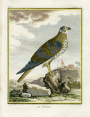 Buffon Bird 1766 Bird Prey - Panteek Antique Prints