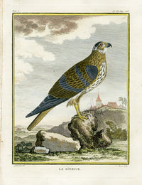 Buffon Bird 1766 Bird Prey - Panteek Antique Prints