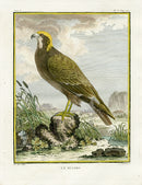 Buffon Bird 1766 Busard - Panteek Antique Prints