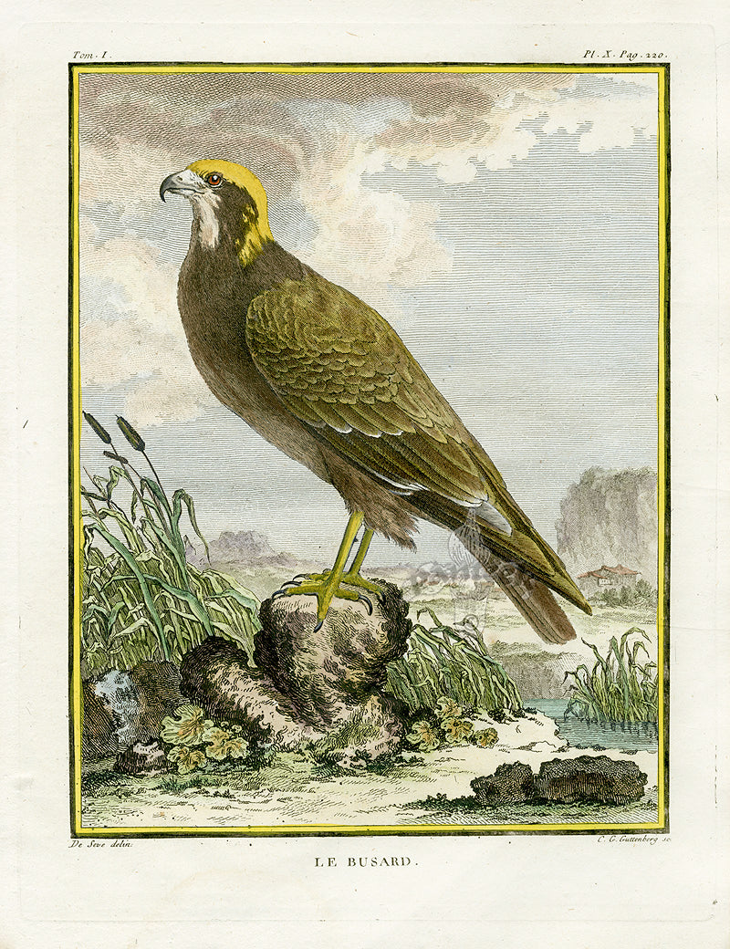 Buffon Bird 1766 Busard