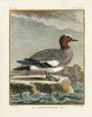 Buffon Bird 1766 Canard Siffleur - Panteek Antique Prints