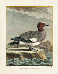 Buffon Bird 1766 Canard Siffleur - Panteek Antique Prints
