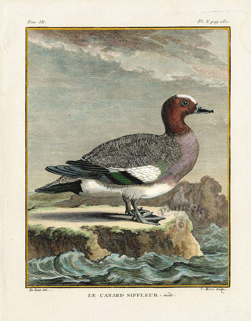 Buffon Bird 1766 Canard Siffleur