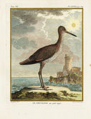 Buffon Bird 1766 Chevalier - Panteek Antique Prints