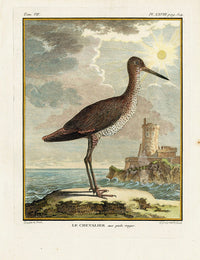 Buffon Bird 1766 Chevalier - Panteek Antique Prints