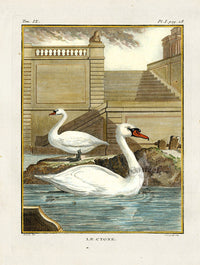 Buffon Bird 1766 Cygne, Swan - Panteek Antique Prints