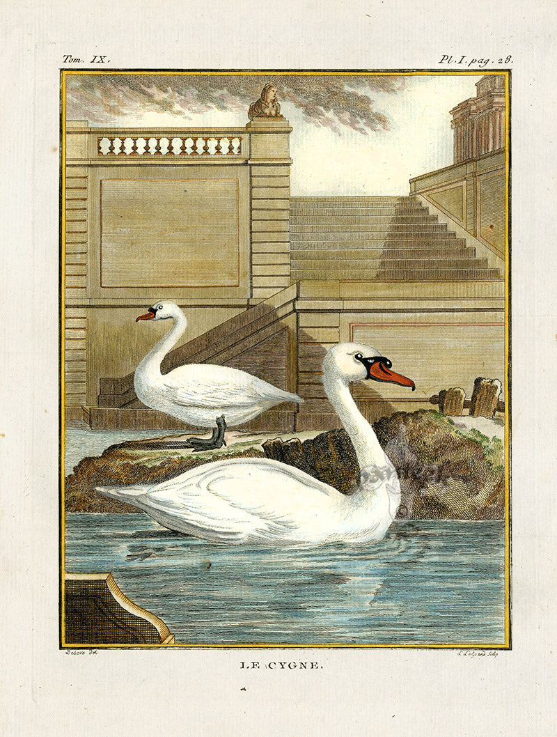 Buffon Bird 1766 Cygne, Swan
