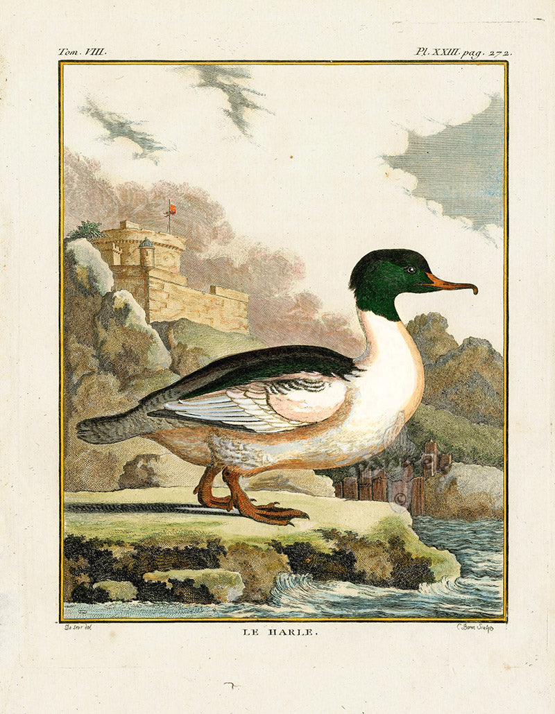Buffon Bird 1766 Harle