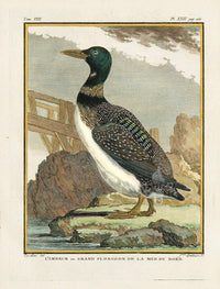 Buffon Bird 1766 L'Imbrim - Panteek Antique Prints